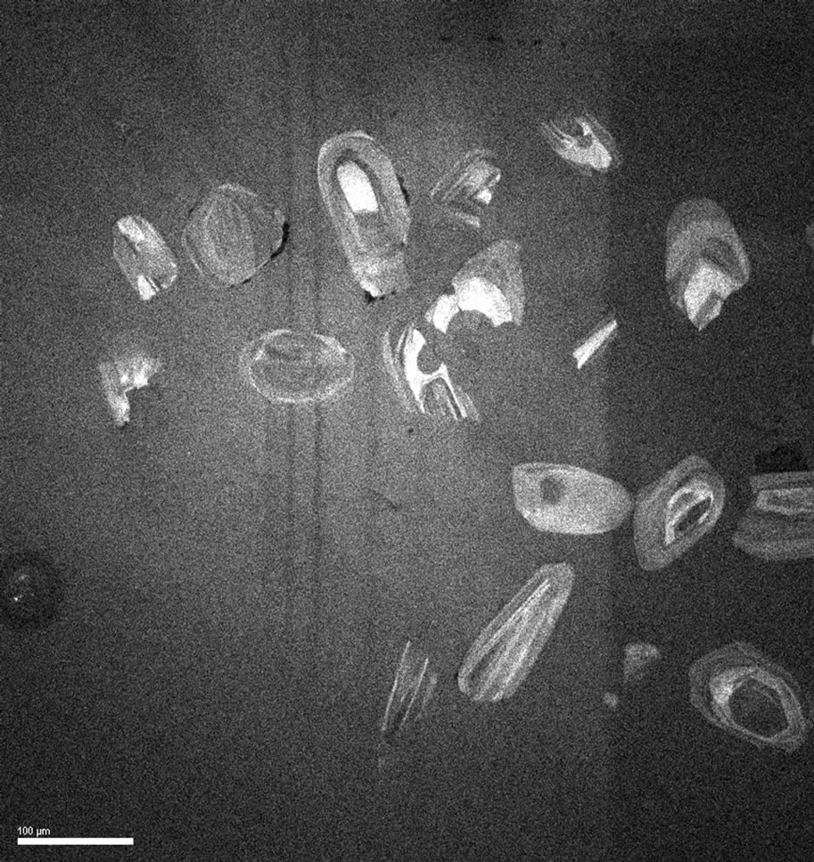 Zircon dating shrimp