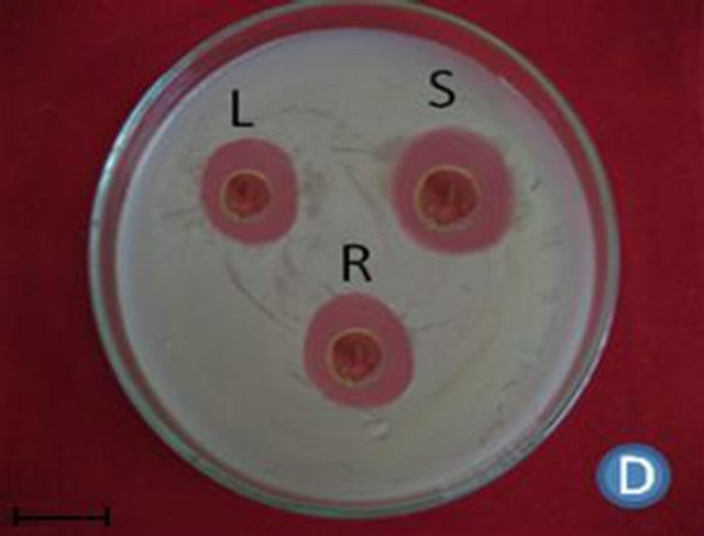 Antimicrobial Activity Of Plant Extract Pdf To Text