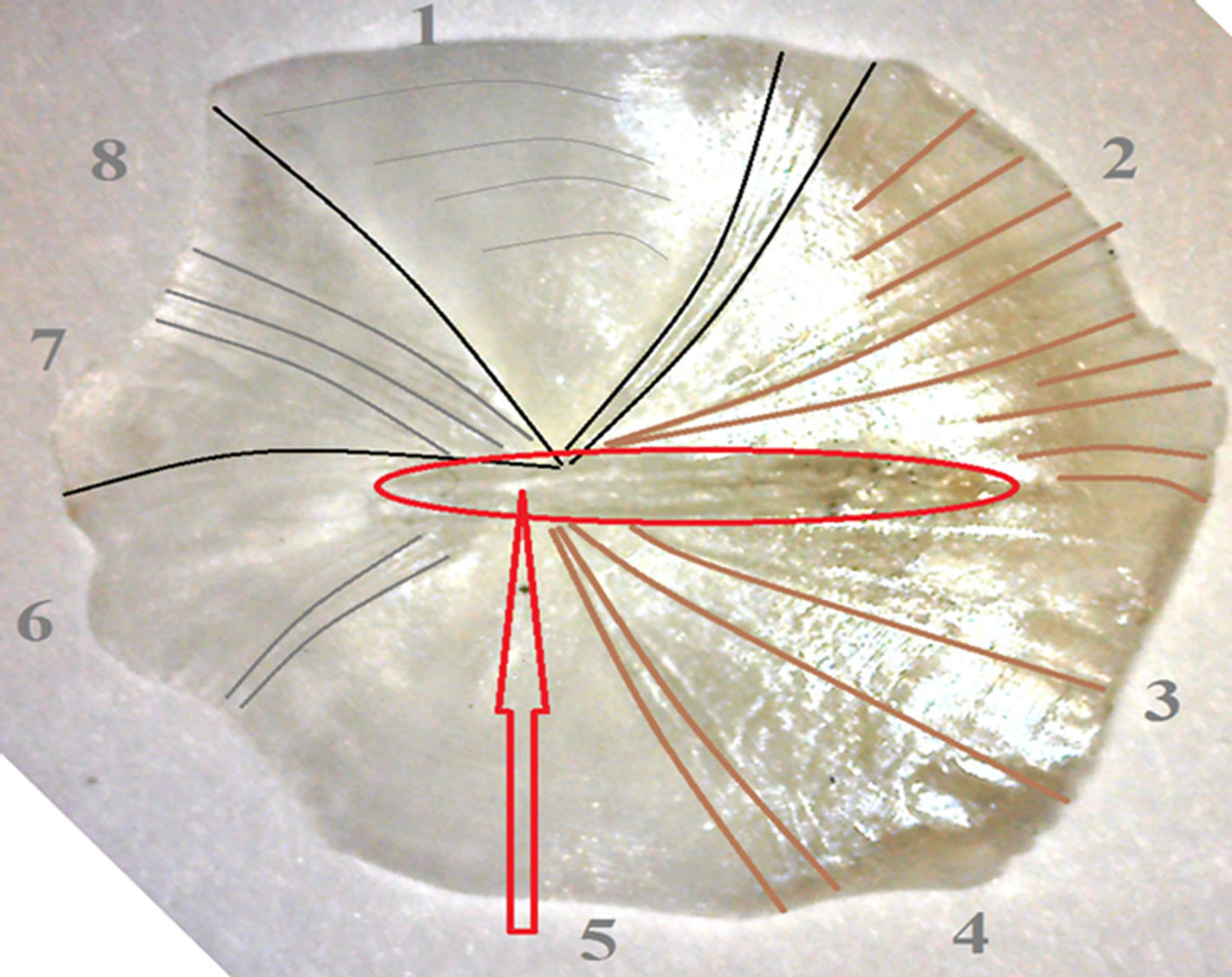 The Surface Fractal Structure of Fish Scales