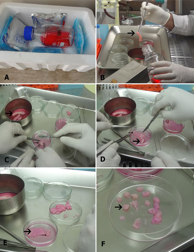 Mixed enzymatic-explant protocol for isolation of Mixed enzymatic-explant protocol for isolation of
