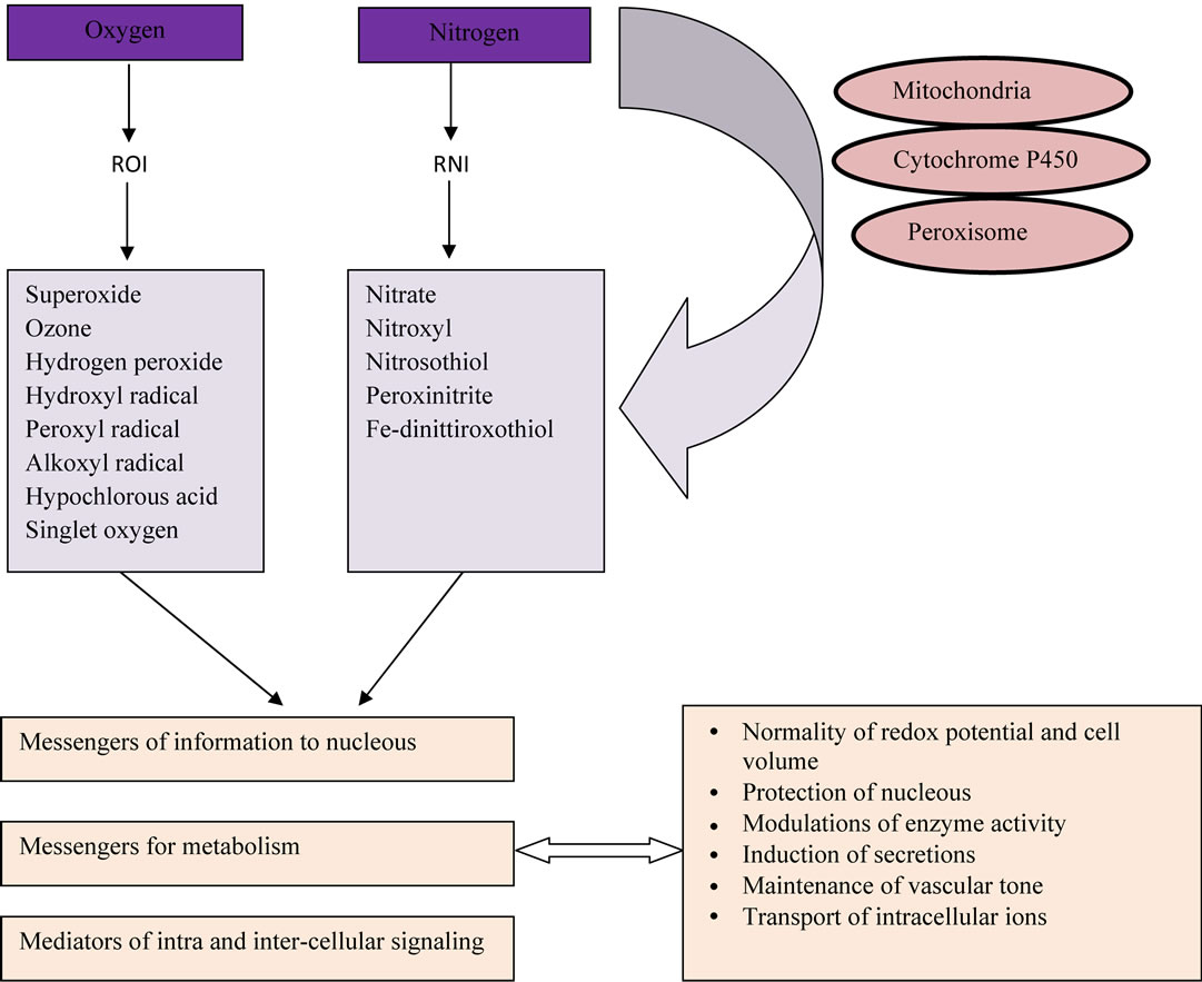 Investigation into the effects of Artemisinin in myocardial