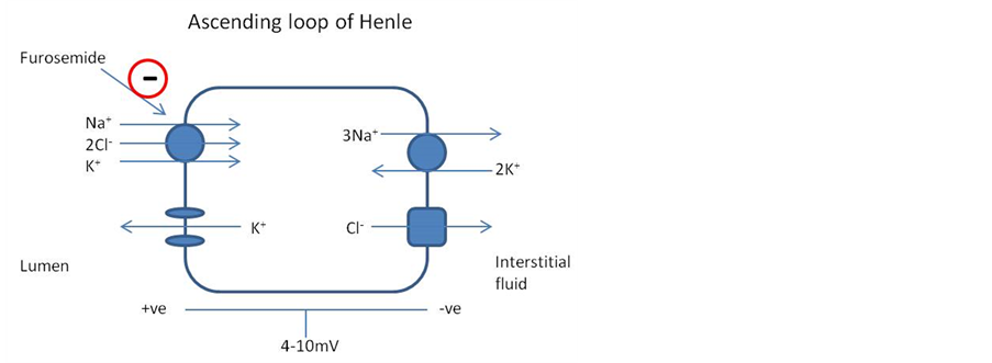 how long before furosemide works