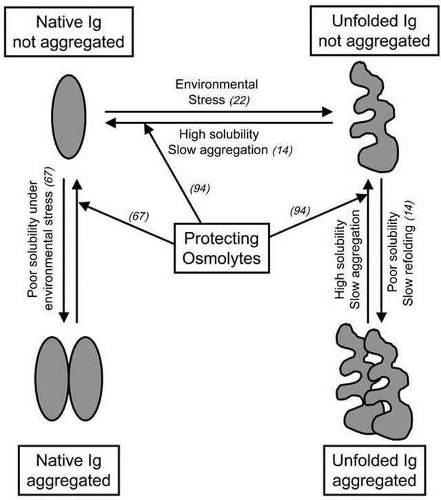 Strategies to stabilize compact folding and minimize aggregation of ...