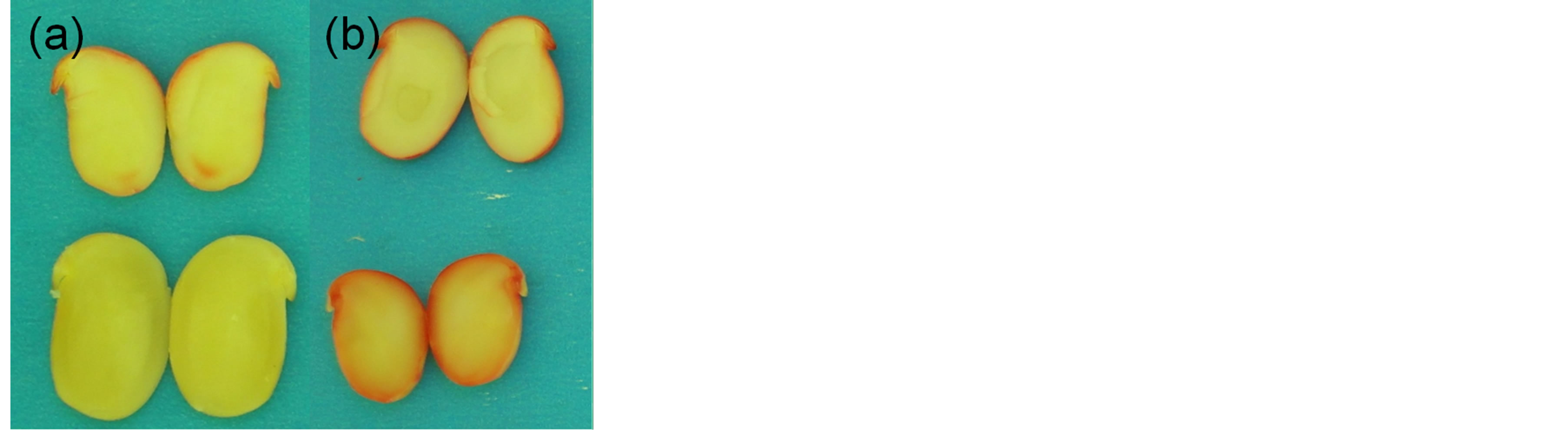 Tetrazolium Test to Evaluate Stizolobium aterrimum Seeds Quality