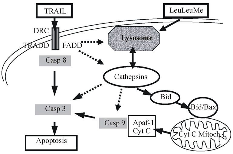 Induction of Apoptosis in Lung Cancer Cells by TRAIL and L-leucyl-L ...