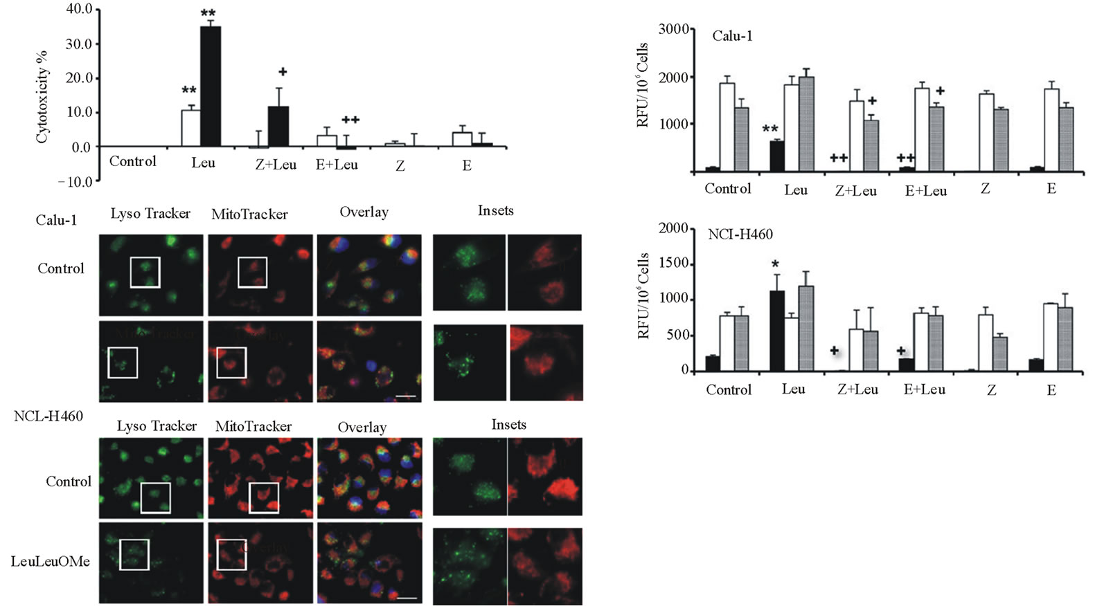 Induction of Apoptosis in Lung Cancer Cells by TRAIL and L-leucyl-L ...