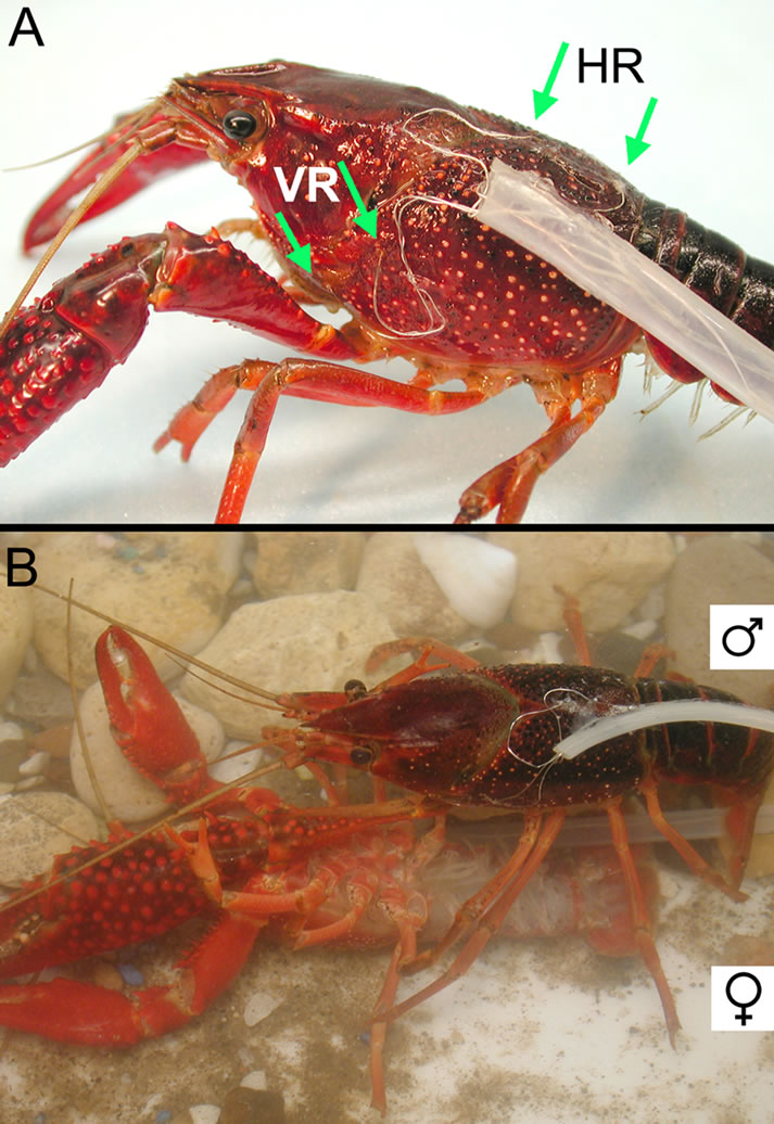 Heart and ventilatory measures in crayfish during copulation