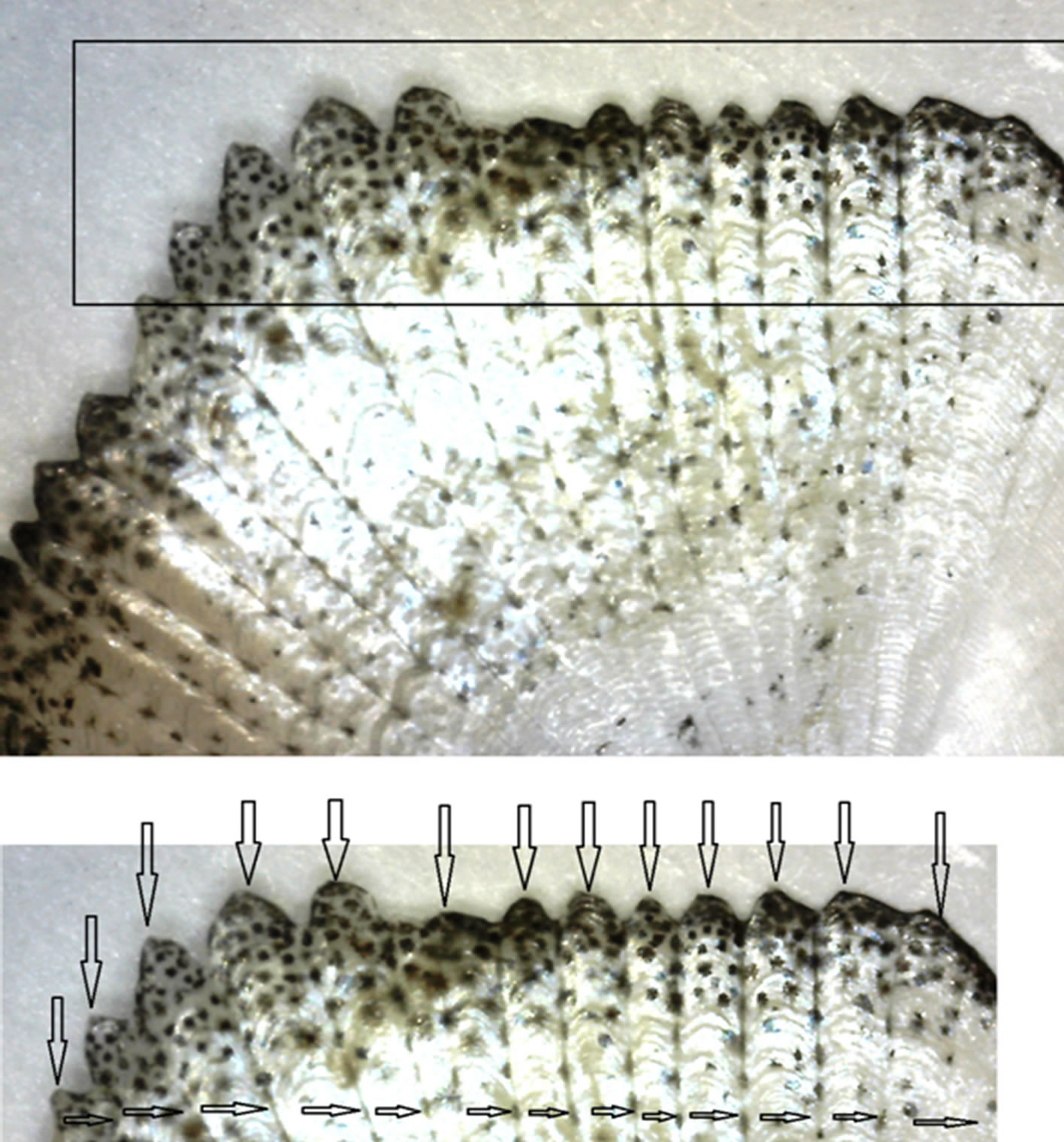 The Surface Fractal Structure of Fish Scales