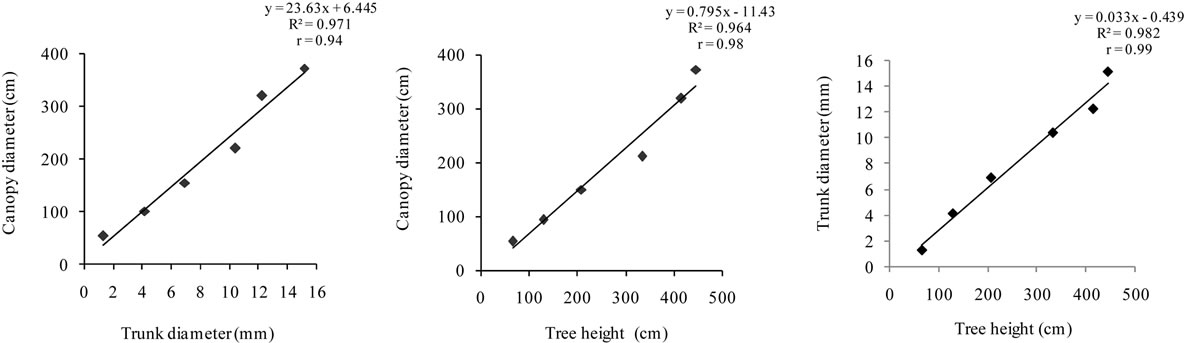 Tree Canopy Size Chart