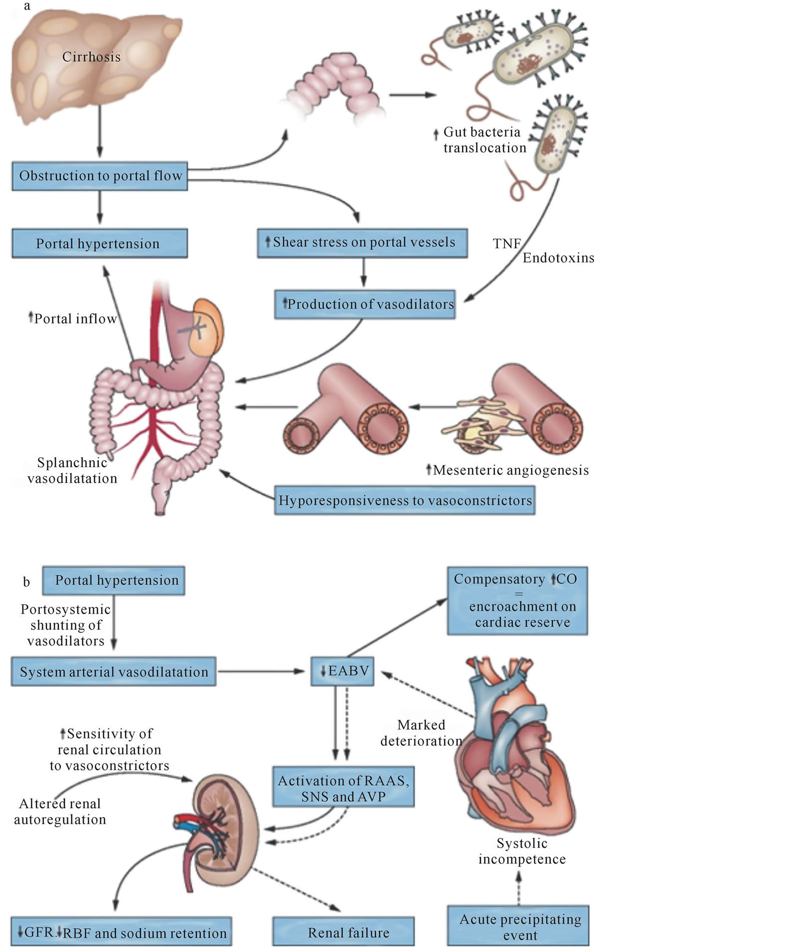 HRS pathophysiology