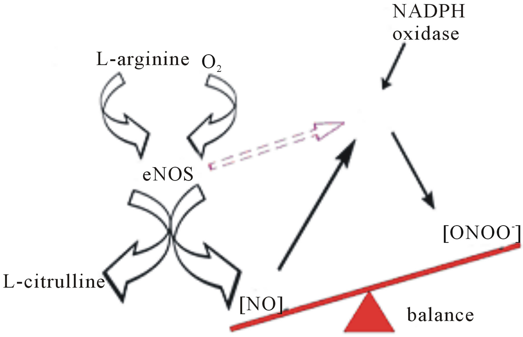 Nitric Oxide/Peroxynitrite Redox Imbalance in Endothelial Cells
