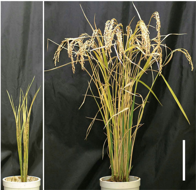 Genetic Background Influences Brassinosteroid-Related Mutant Phenotypes ...