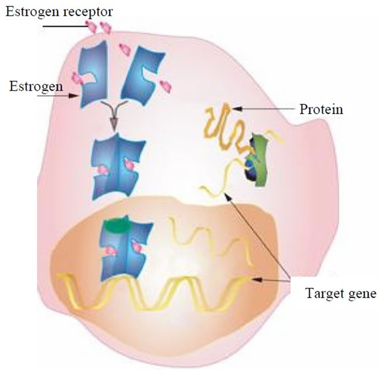 Effects of Estrogen Contamination on Human Cells: Modeling and ...
