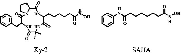 Novel histone deacetylase inhibitor exhibits antitumor activity via ...