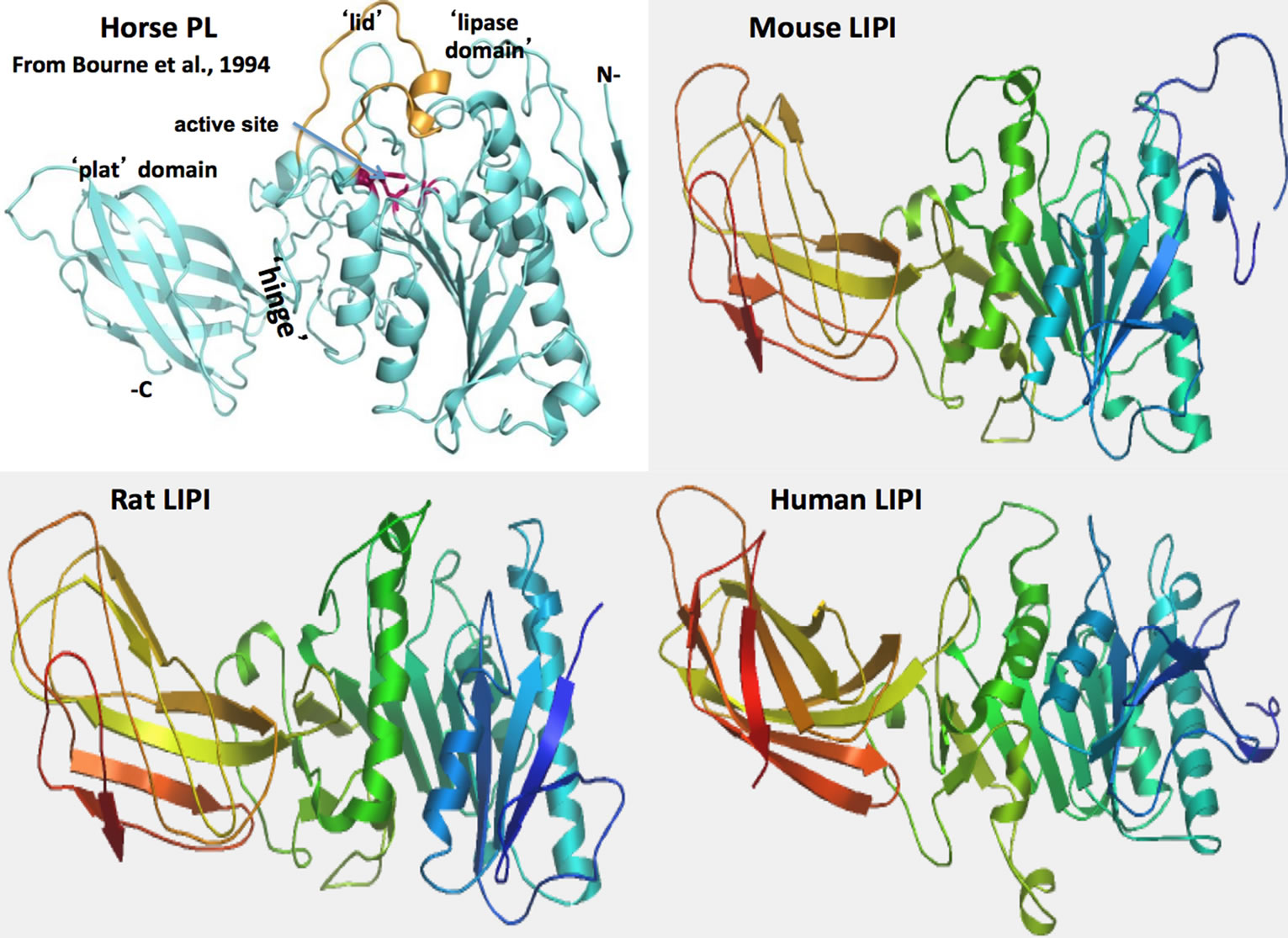 Review. Comparative structures and evolution of mammalian lipase I