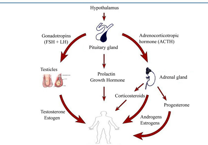 Sex Steroids And Breast Cancer An Overview