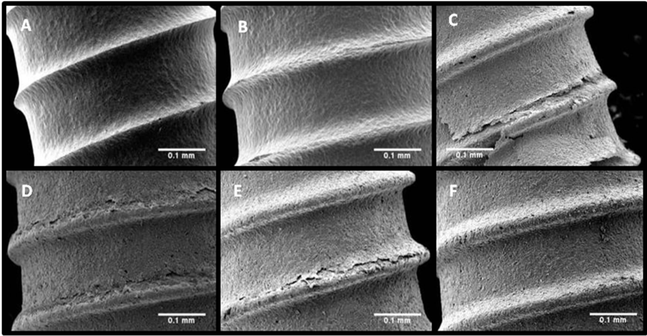 Development of Niobium Oxide Coatings on SandBlasted Titanium Alloy