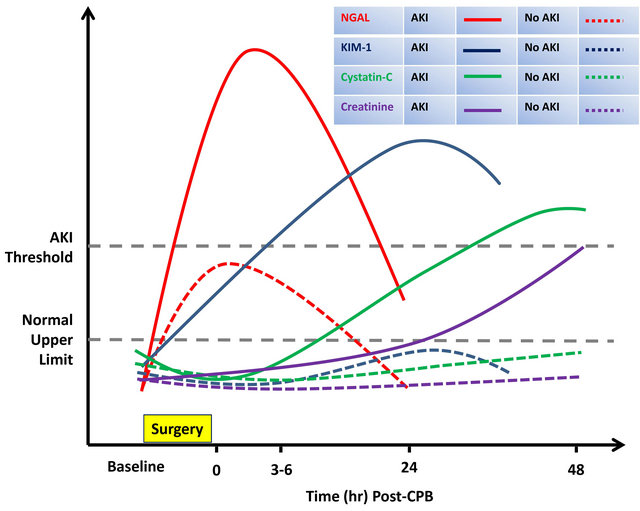 Biomarkers in Acute Kidney Injury