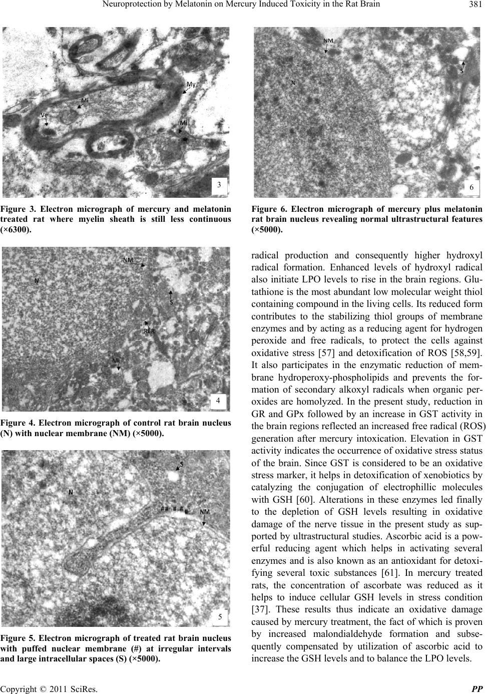 Neuroprotection by Melatonin on Mercury Induced Toxicity in the Rat Brain