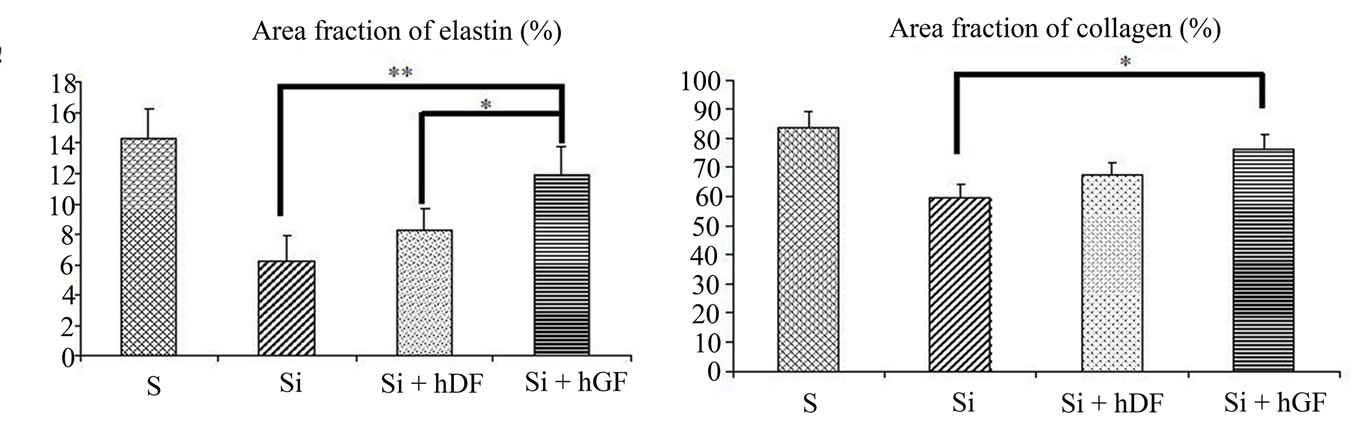 Inhibition of elastin and collagen networks degradation in human skin ...